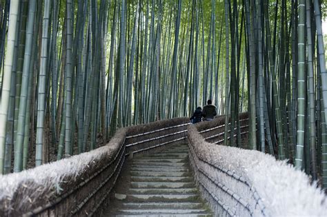 Bamboo Forest Steps 5527 Stockarch Free Stock Photo Archive