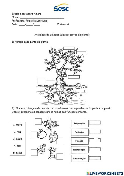 Atividade De Ciências 22 04 2021 Partes Das Plantas Worksheet Live Worksheets