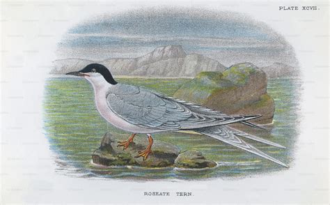 A Roseate Tern (Sterna dougallii), circa 1850. (Photo by Hulton Archive