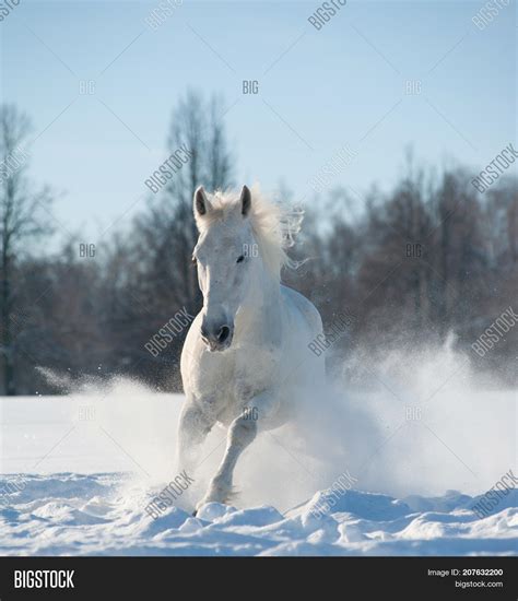 White Horse Running In Snow