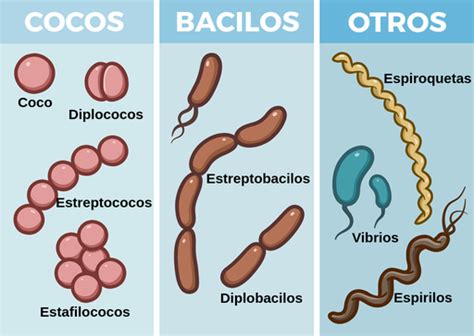 Morfología Bacteriana Labster Theory