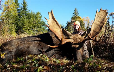 Maine Bull Moose called into range - Canoe the Wild