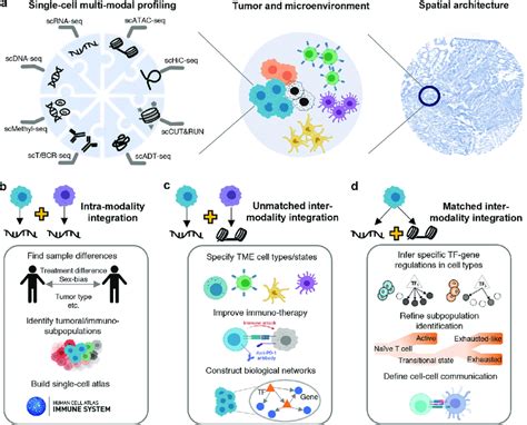 Scmulti Omics Profiling And Application Examples In Immuno Oncology A