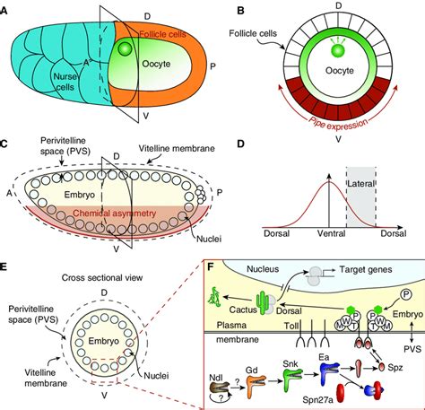 Overview Of The Ventral Signaling Pathway A Schematic Of St Egg