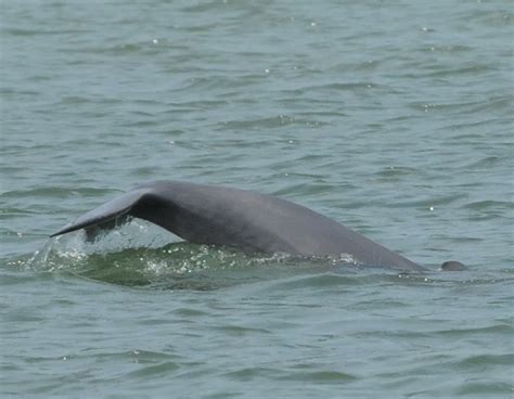 A Wandering Naturalist Sarawak Irrawaddy Dolphins