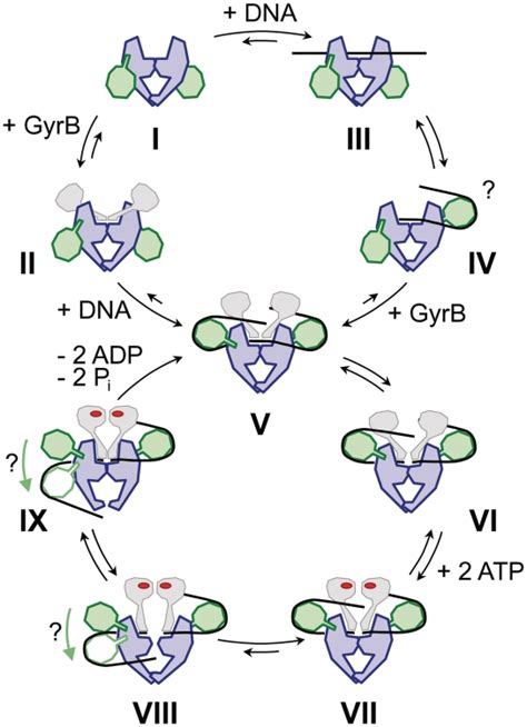 Model For Ctd Conformation In The Catalytic Cycle Of Gyrase Model Of Download Scientific