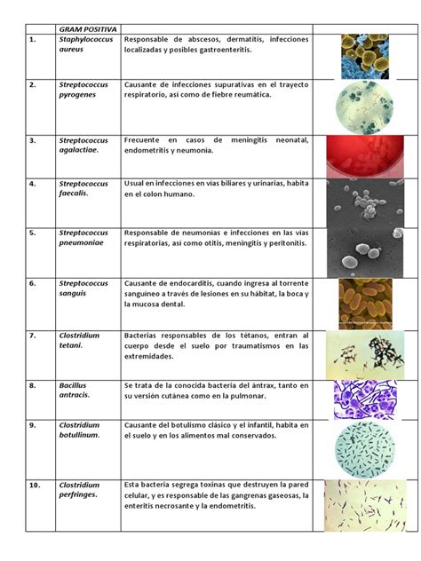 Ejemplos De Bacterias Gram Positivasdocx