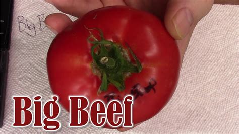 Tomato Review Big Beef Hybrid Youtube