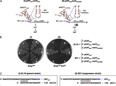 extended shine dalgarno sequence  mrna functionally bypasses