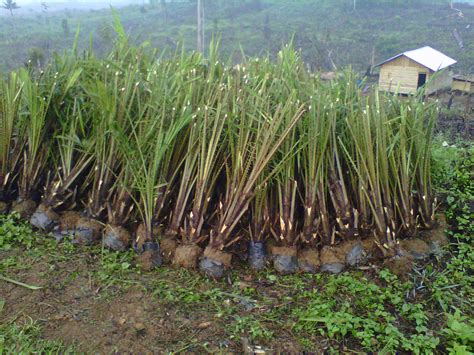 Pembibitan Kelapa Sawit