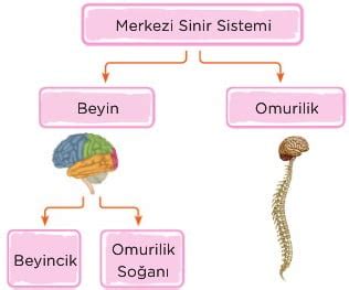 6 Sınıf Merkezi Sinir Sistemi Organları ve Görevleri Fen Konu Anlatımı