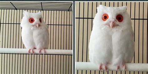 Meet The Rare Magical White Owl With Red Eyes