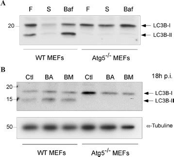 Relative Abundance Of Lc B I And Lc B Ii In Wt Mefs And In Atg