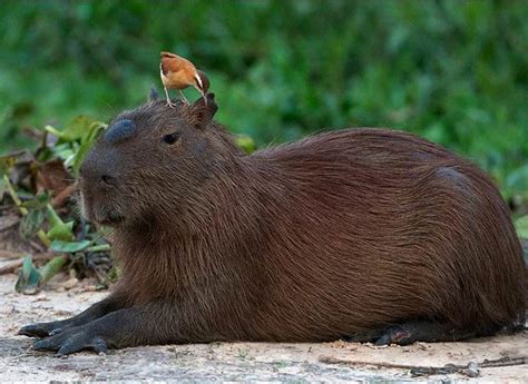 Capybara – the World's Largest Rodent | DinoAnimals.com