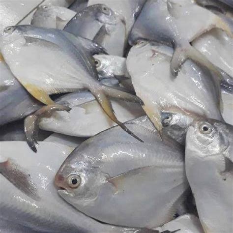 Ikan Bawal Laut Bawal Putih 1 Kg Lazada Indonesia