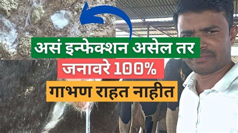 असं इन्फेक्शन असेल तर जनावरे 100 गाभण राहत नाहीत I Metritis Cure Youtube