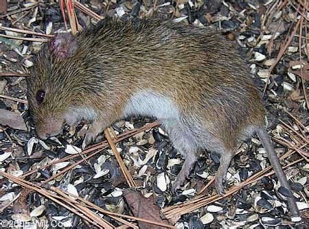 Meadow Vole (Microtus pennsylvanicus)