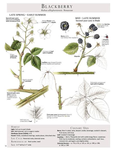 Blackberry Tree Identification