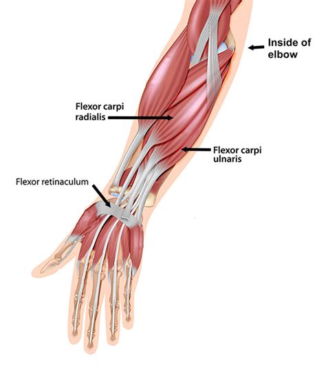 Golfers Elbow Symptoms Causes Treatment And Rehabilitation