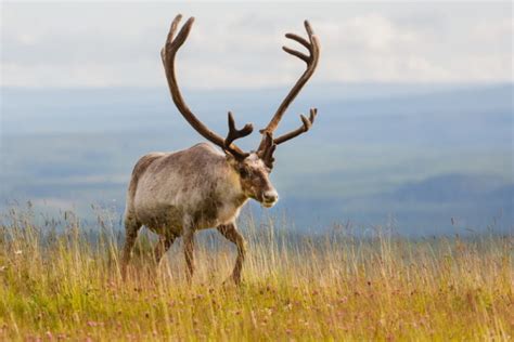 Top 10 Largest Deer in the World - Top10HQ