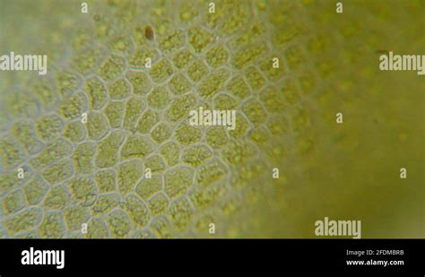 Chloroplast under a microscope. Chloroplasts in plant cells. Cell structure v Stock Video ...