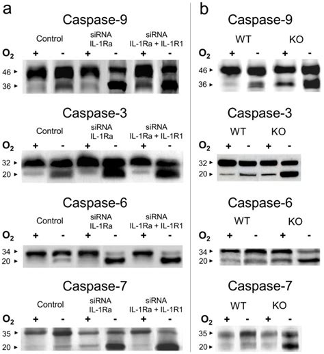 A Western Blot Of Caspase 9 3 6 And 7 From Cultured Hl 1