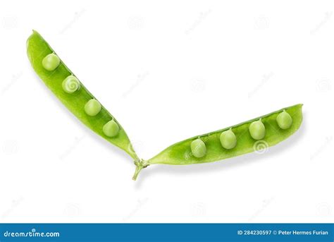 Fully Open Pea Pod With Fresh Green Peas Pisum Sativum From Above