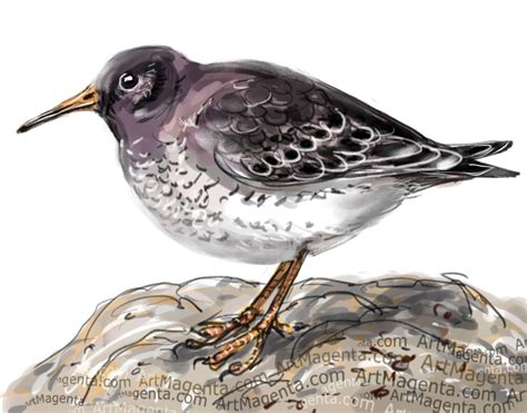 Birds: Purple Sandpiper