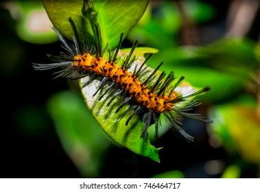 968 Oleander Caterpillar Images, Stock Photos & Vectors | Shutterstock