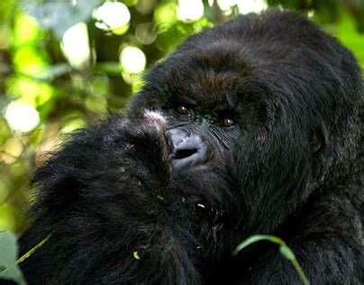 Mountain Gorillas Rwanda | Behance