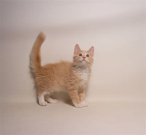 New grant funding will soon help those who take in foster cats 22