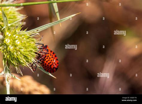 Graphosoma Italicum Ssp Italicum Continental Striped Shield Bug Stock