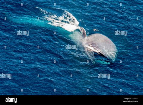 Ballena Azul Balaenoptera Musculus Fotografías E Imágenes De Alta Resolución Alamy