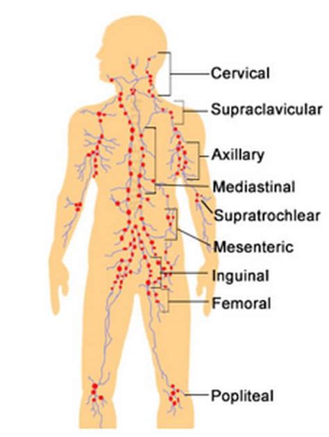 Lymph Nodes: Pictures, Location (Axillary, Cervical, Inguinal