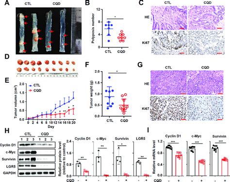 Chlorquinaldol Suppressed Tumor Growth In Apc Min Mice And Crc Cell