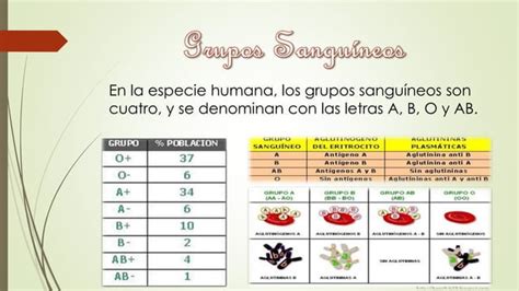 Tercera Ley De Mendel Y Grupos Sangu Neos Ppt