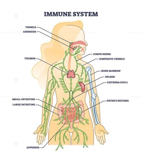 Immune system medical organs for human body protection outline diagram ...