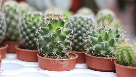 Bouture De Cactus Quand Et Comment Bouturer Un Cactus Jardinier