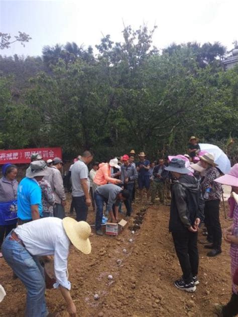 “花魔芋高效精确定量栽培技术的集成示范”现场培训会在西山区圆满举办、云南省农业科学院生物技术与种质资源研究所官网云南农科院生物所云南省