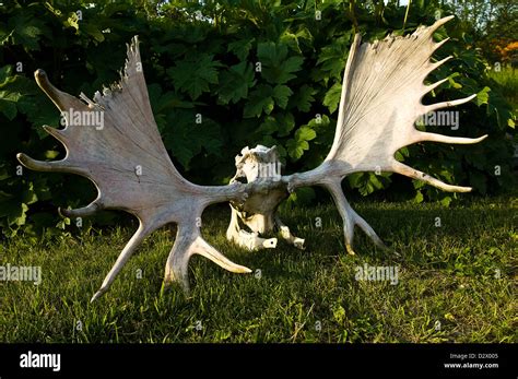 Alaskan moose skull and antlers Stock Photo - Alamy