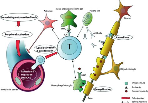 Pathophysiology Of Multiple Sclerosis And The Place Of Teriflunomide Gold 2011 Acta