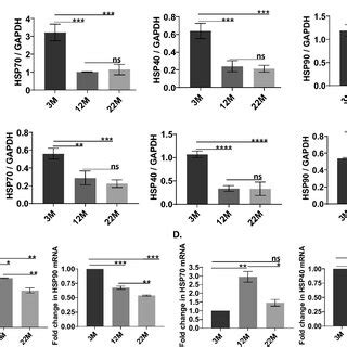 Bar Graphs Represent Age Dependent Changes In Brain Heat Shock Proteins