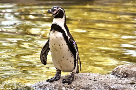 Bakgrundsbilder Djur Vilda Djur Och Växter Näbb Fauna Pingvin