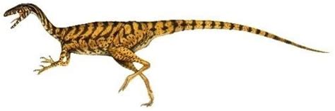 Coelurus Alchetron The Free Social Encyclopedia