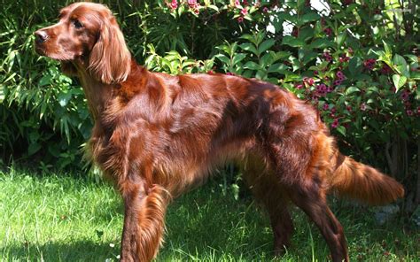 Irish Setter Dog Breed Information Pictures And More