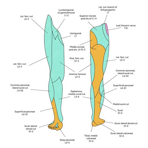 Ubicación De Los Dermatomas Vector Premium