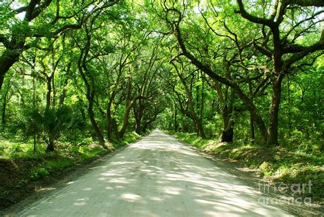 Botany Bay Road Photograph By Adam Dowling