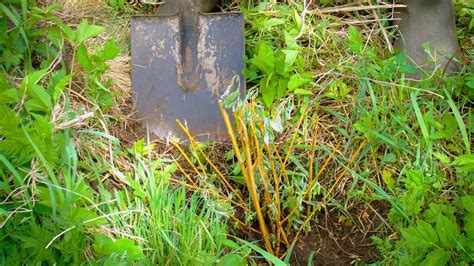 How to Plant, Grow, and Care For Weeping Willow Trees