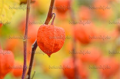 Images Physalis Alkekengi Images De Plantes Et De Jardins Botanikfoto