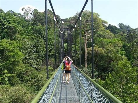 TreeTop Walk at Macritchie Reservoir | Things to do in Central Water ...